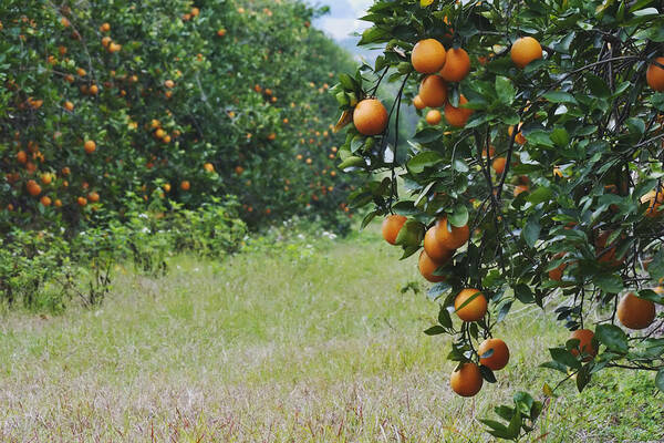Orange Art Print featuring the photograph Oranges on trees in orange grove, Orlando, Florida, USA by Adam Jones