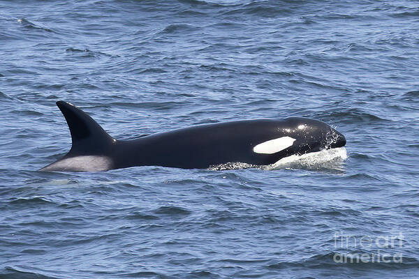 Orcas And Newborn Harbor Seal Monterey Art Print featuring the photograph Orca Whale by Loriannah Hespe