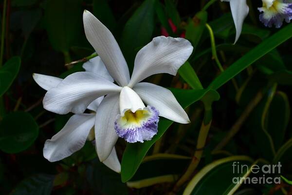 Amethystella Orchid Photograph Art Print featuring the photograph Orchid Bloom in the Darkness by Expressions By Stephanie