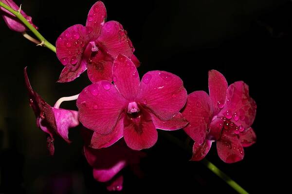 Orchid Art Print featuring the photograph Orchid and Morning Due by Mingming Jiang