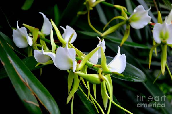 Orchid Photograph Art Print featuring the photograph Orchid Tendrils by Expressions By Stephanie