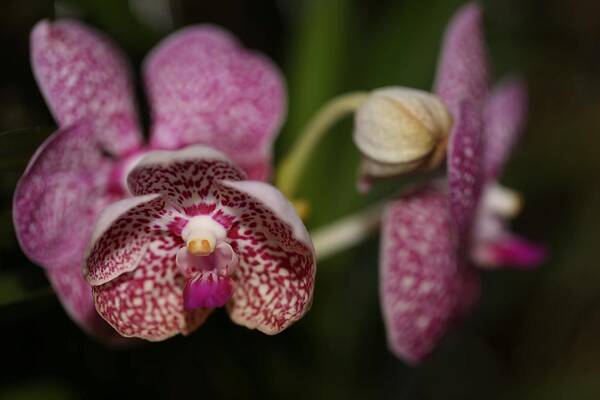 Orchid Art Print featuring the photograph Orchids by Mingming Jiang