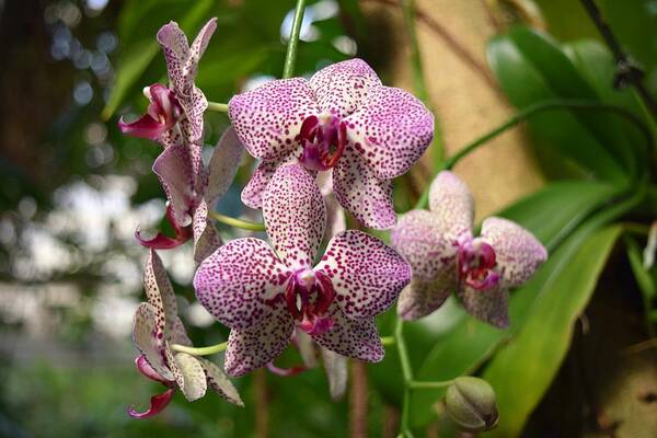 Spotted Orchids Art Print featuring the photograph Orchids by Victor Thomason