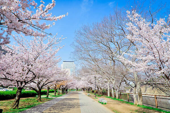 Scenics Art Print featuring the photograph Osaka park by 987