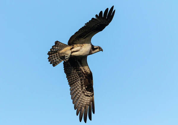 Osprey Art Print featuring the photograph Osprey 2021-5 by Thomas Young