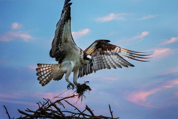 Osprey Art Print featuring the photograph Osprey by Crystal Wightman