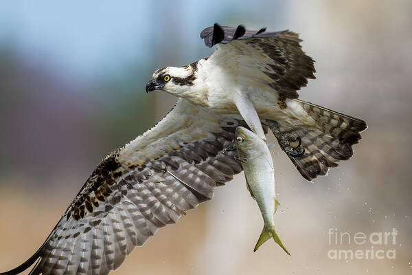 Osprey Art Print featuring the photograph Osprey with a huge fish by Sam Rino
