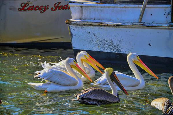 White Pelicans Art Print featuring the photograph Out Shopping by Alison Belsan Horton
