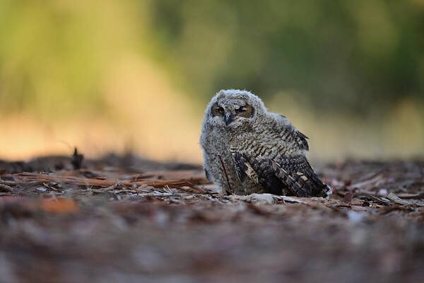 Owl Art Print featuring the photograph Owlet on the ground - Rancho San Antonio, Cupertino by Amazing Action Photo Video