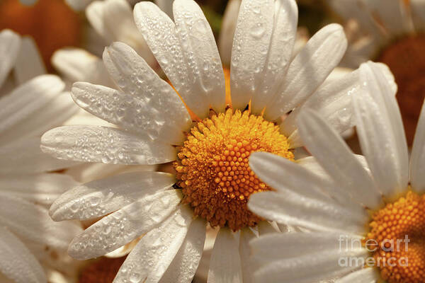 Daisy Art Print featuring the photograph Oxeye wild daisys close up with morning dew drops by Simon Bratt