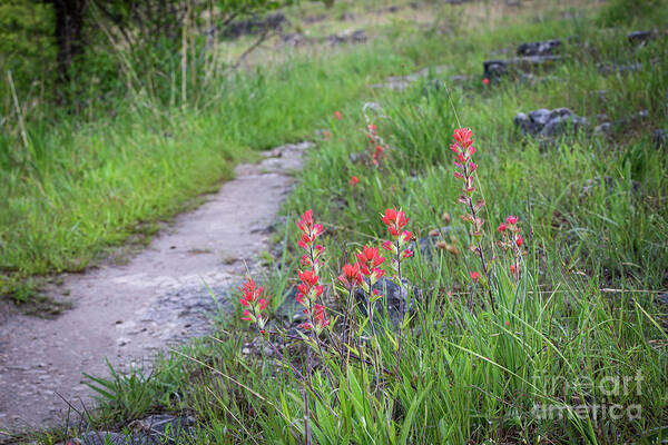 Paint Art Print featuring the photograph Paint Brush Trail by Dennis Hedberg