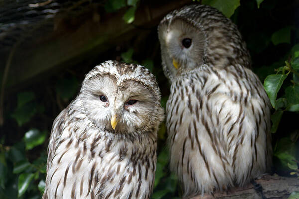 Animal Themes Art Print featuring the photograph Pair of barred owls by s0ulsurfing - Jason Swain