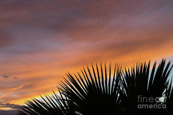 Palm Leaves Art Print featuring the photograph Palm leaves and soft clouds at sunset by Adriana Mueller