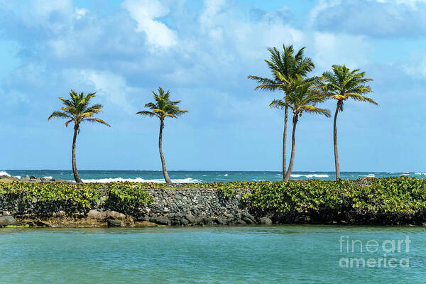Palm Art Print featuring the photograph Palm Trees on the Seawall, San Juan, Puerto Rico by Beachtown Views