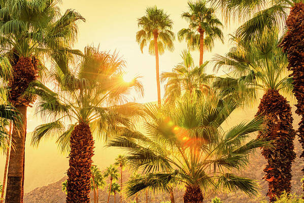 Sunset Palm Springs Art Print featuring the photograph Palm Trees Palm Springs California 0492-100 by Amyn Nasser