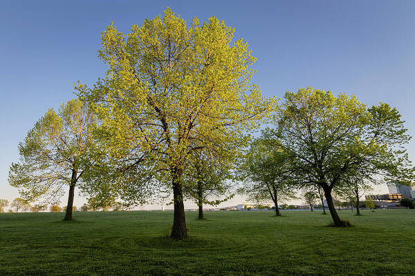 Tree Art Print featuring the photograph Parkland Trees by Craig A Walker