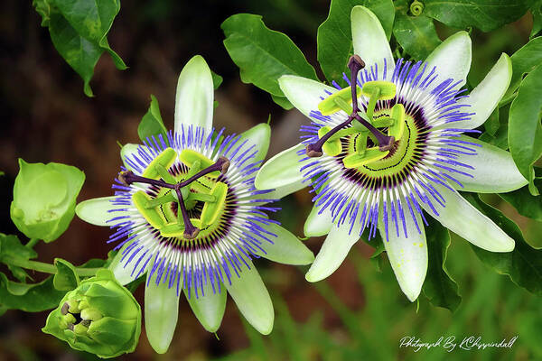Passion Flowers Art Print featuring the digital art Passion Flowers 09921 by Kevin Chippindall