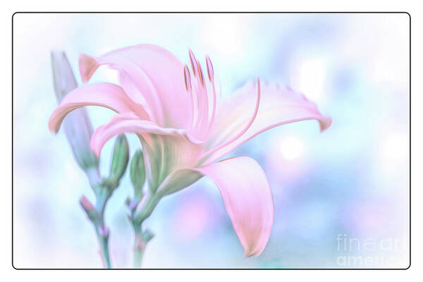 Pink Daylily Art Print featuring the photograph Pastel Pink Daylily Reaching for the Sky by Anita Pollak