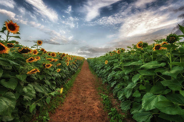 Sunflower Field Art Print featuring the photograph Pathway to Heaven by Tricia Louque