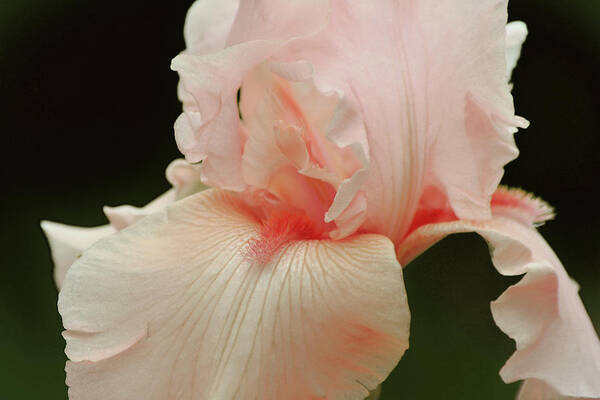 Iris Art Print featuring the photograph Peach Pink Iris Flower for Spring by Gaby Ethington