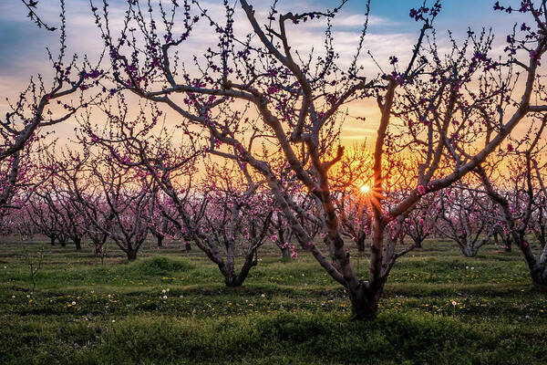Peach Tree Art Print featuring the photograph Peach Trees in Blossom at Sunset by Alexios Ntounas