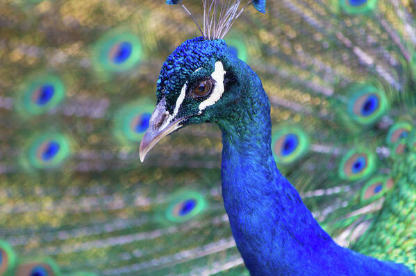 Peacock Art Print featuring the photograph Peacock 2 by Deborah M