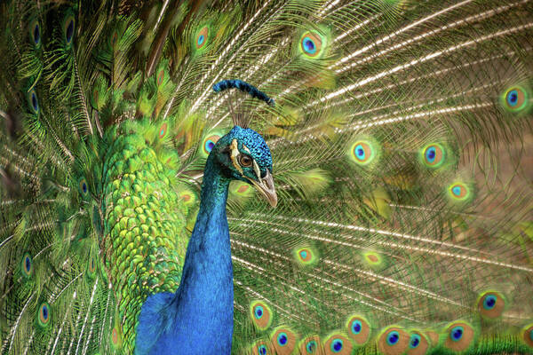 Peacock Art Print featuring the photograph Peacock 4 by Cindy Robinson
