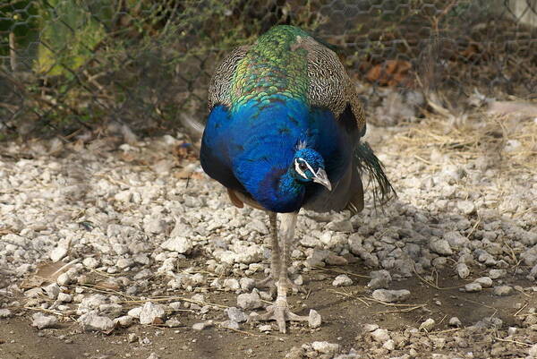  Art Print featuring the photograph Peacock Strut by Heather E Harman