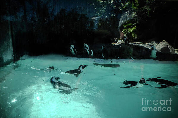 Penguin Art Print featuring the photograph Penguin Play by Judy Hall-Folde