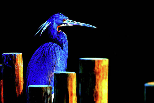 Wildlife Art Print featuring the digital art Pensive Blue Heron by SnapHappy Photos