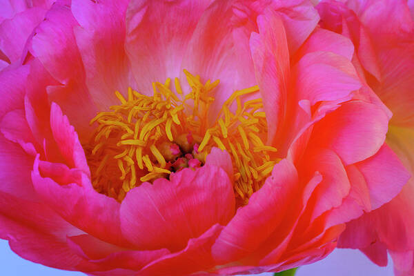 Peony Art Print featuring the photograph Peony Blossoms in Spring 2 by Lindsay Thomson