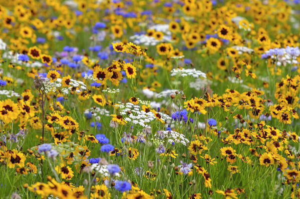 Jenny Rainbow Fine Art Photography Art Print featuring the photograph Pictorial Meadows Classic 3 by Jenny Rainbow