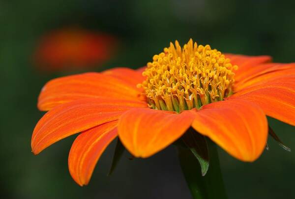 Mexican Sunflower Art Print featuring the photograph Pie of Nectar by Mingming Jiang