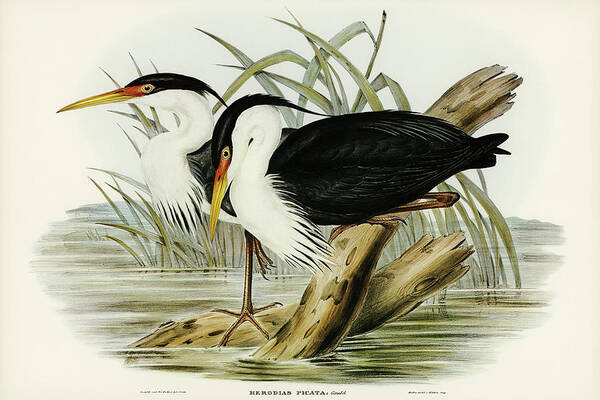 Pied Egret Art Print featuring the drawing Pied Egret, Herodias picata by John Gould