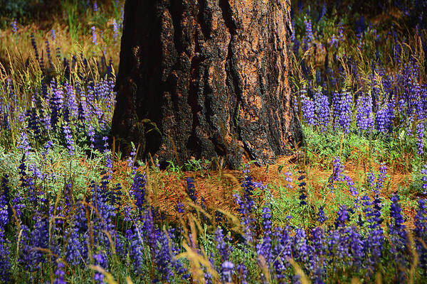 Pine An Lupines In Yosemite Art Print featuring the photograph Pine an Lupines in Yosemite by Raymond Salani III