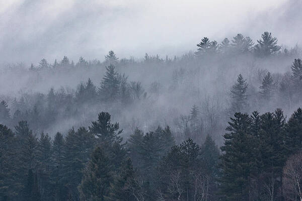 Franconia Art Print featuring the photograph Pine Layers in Fog by Denise Kopko