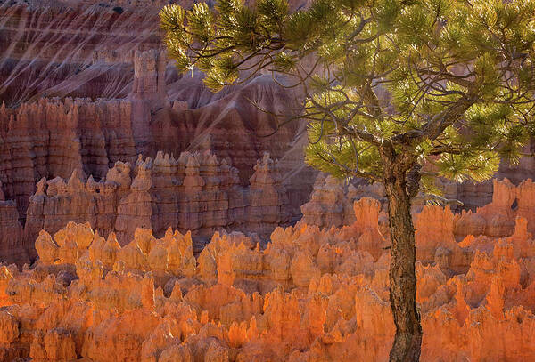 American National Park Art Print featuring the photograph Pine Tree at Bryce at Sunset by Jean Noren
