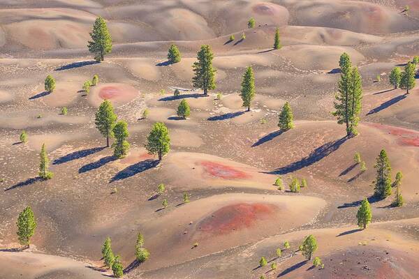 Dunes Art Print featuring the photograph Pines on Painted Dunes by Alexander Kunz