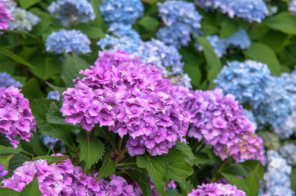 Jenny Rainbow Fine Art Photography Art Print featuring the photograph Pink and Blue French Hydrangea Blooms by Jenny Rainbow