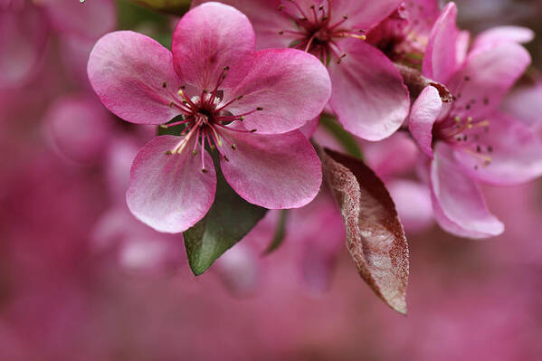 Flower Art Print featuring the photograph Pink Anyone? by Scott Burd