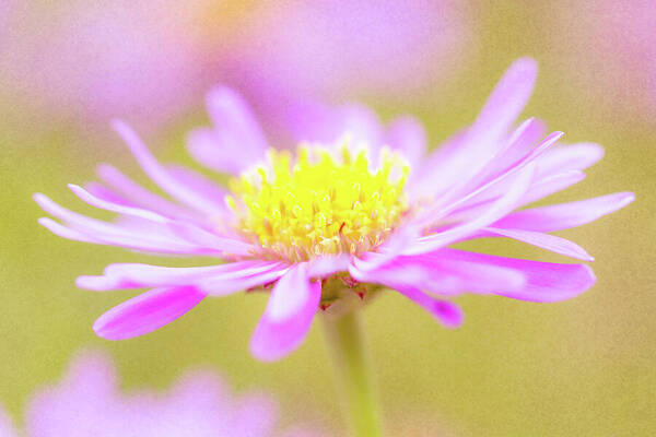 Pink Aster Art Print featuring the photograph Pink Aster Soft Texture by Tanya C Smith