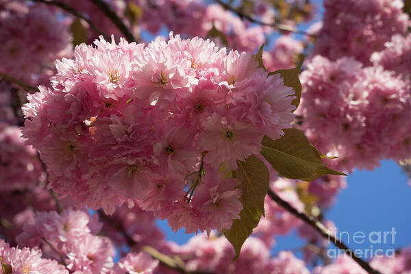 Pink Flowers Art Print featuring the photograph Pink blossoms of ornamental cherry and sunlight 1 by Adriana Mueller