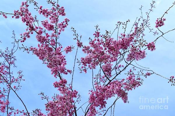 Cherry Blossoms Art Print featuring the photograph Pink Branches #1 by Stefania Caracciolo