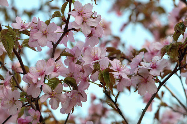Cherry Blossom Art Print featuring the photograph Pink Cherry Blossoms by Mary Anne Delgado