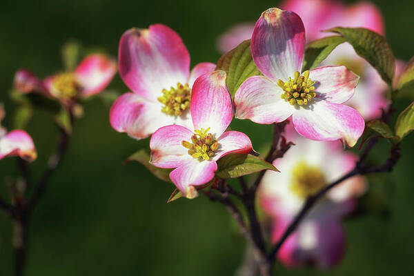 Pink Dogwood Art Print featuring the photograph Pink Dogwood Blossoms by Susan Rissi Tregoning