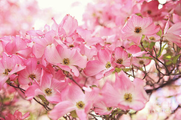 Dogwood Art Print featuring the photograph Pink Dogwood Flowers by Sylvia Cook