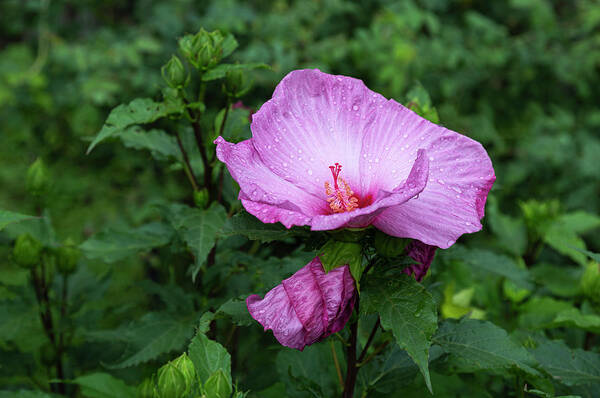 Hibiscus Rosa-sinensis Art Print featuring the photograph Pink Hibiscus 4-2021 by Thomas Young