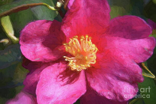 Floral Art Art Print featuring the photograph Pink Icicle Camelia by Diana Mary Sharpton
