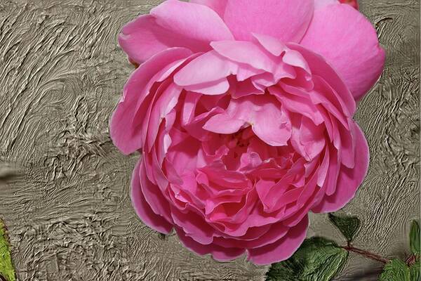 Rose Art Print featuring the photograph Pink Impasto II by Mingming Jiang