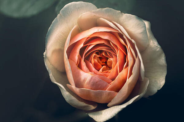 Rose Art Print featuring the photograph Pink Irish Rose by Carrie Hannigan